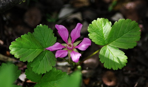 Rubus arcticus ssp. acaulis