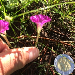 Ipomoea capillacea