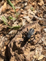 Aegorhinus albolineatus