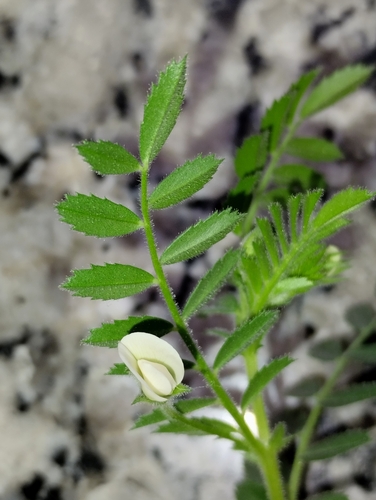 Cicer arietinum, photograph 3