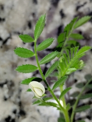 Cicer arietinum, photograph (c) Mirko Duimich, some rights reserved (CC BY)