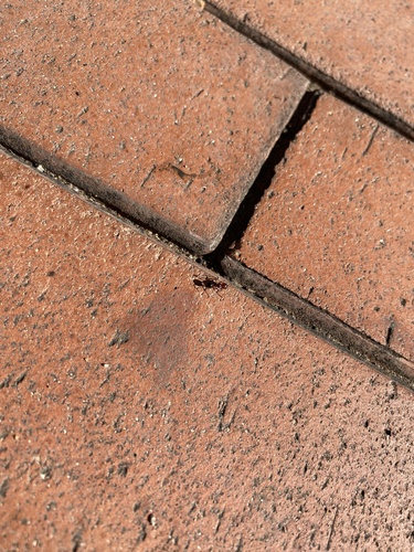 Canary Islands Harvester Ant