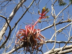 Tillandsia rothii