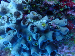 Tubastraea