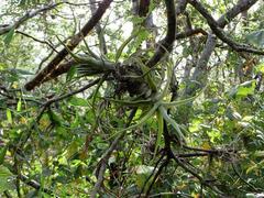 Tillandsia diguetii