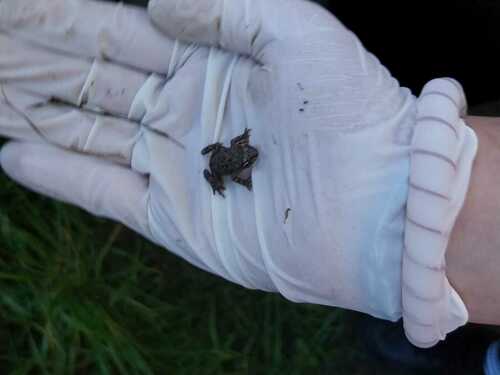 Lusitanian Parsley Frog, 4970 Sabadim, Portugal, photo 6 of 10