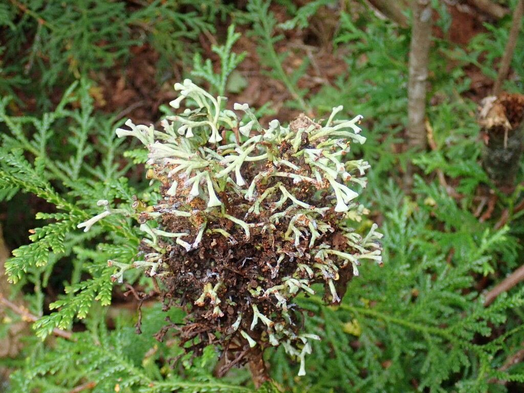 Zaghouaniaceae