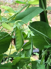 Pisum sativum sativum