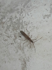 Protenor tropicalis