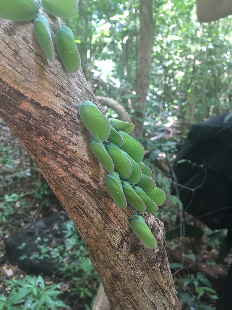 Flatida rosea from Ambanja, Madagascar on February 17, 2019 at 12:12 PM ...