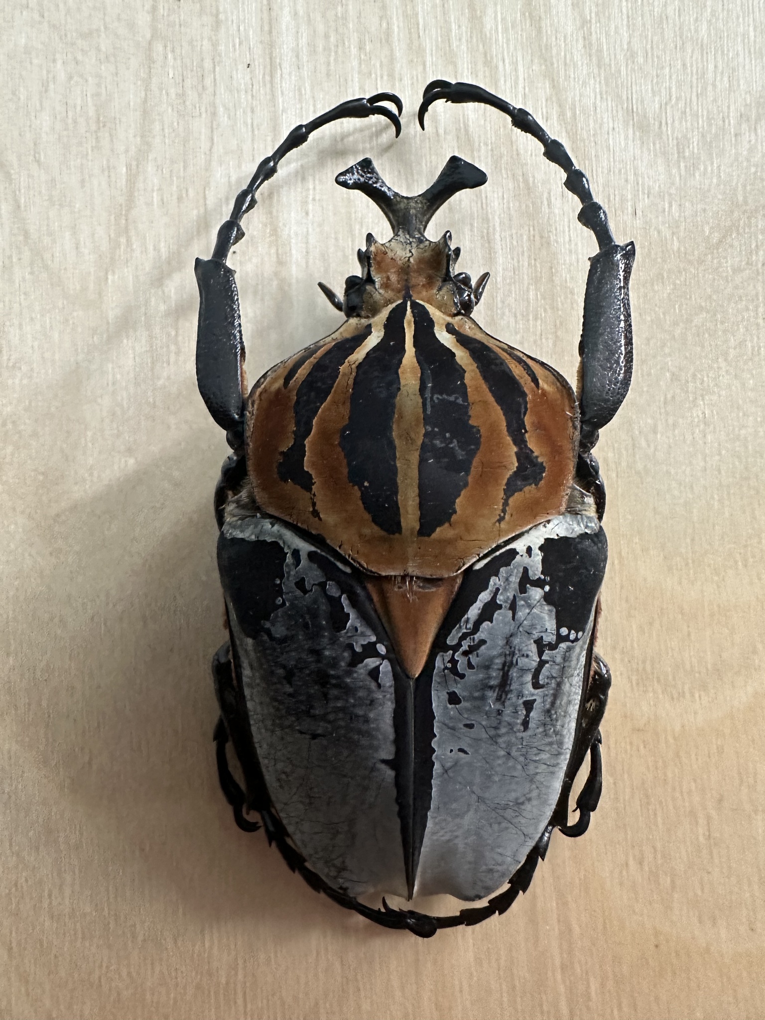chief goliath beetle (Goliathus cacicus) · iNaturalist