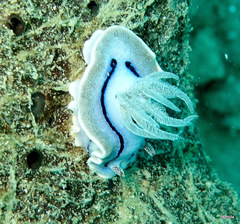 Chromodoris willani