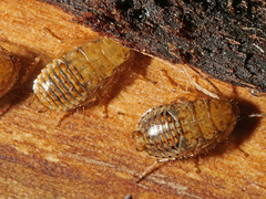 Ectobius vittiventris