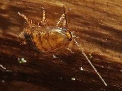 Ectobius vittiventris