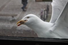 Larus argentatus