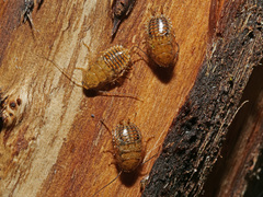 Ectobius vittiventris