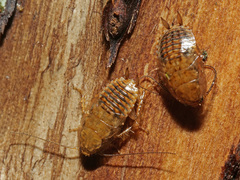 Ectobius vittiventris