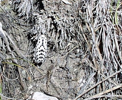 Hypercompe permaculata