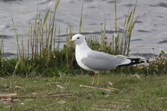 Larus canus