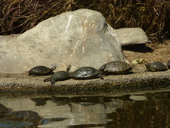 Trachemys scripta elegans