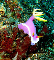 Hypselodoris apolegma