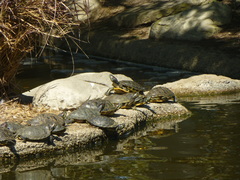 Trachemys scripta elegans
