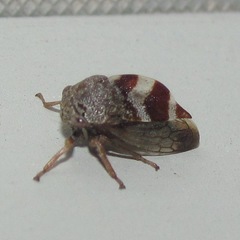 Cyrtolobus tuberosus