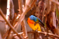 Passerina leclancherii