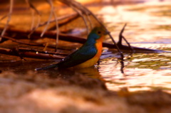 Passerina leclancherii