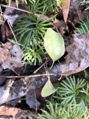 Smilax glauca