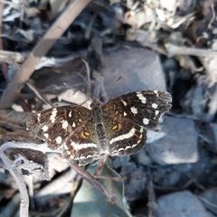 Anthanassa ptolyca amator