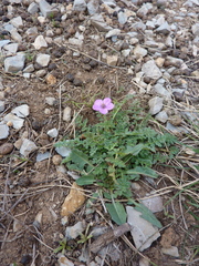 Erodium acaule