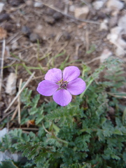 Erodium acaule