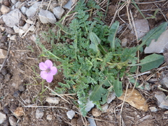 Erodium acaule