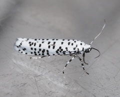 Yponomeuta strigillatus