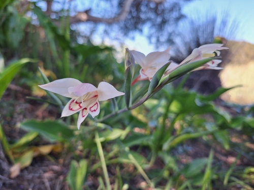 Image of Gladiolus angustus by (c) Margo Booysen, some rights reserved (CC BY)