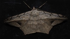 Chiasmia simplicilinea