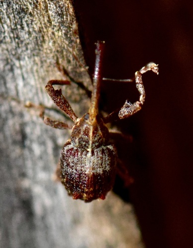 Apple curculio photo 4
