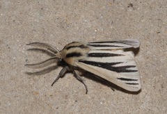 Acantharctia latifasciata