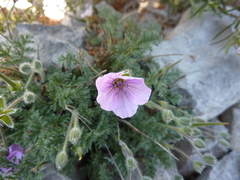 Erodium foetidum