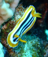 Chromodoris quadricolor