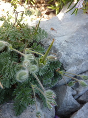 Erodium foetidum