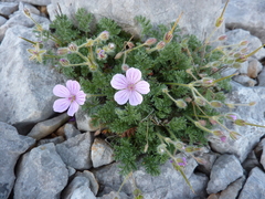 Erodium foetidum