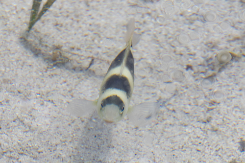 Banded damsel (Dischistodus fasciatus) — Pomacentridae — 3