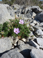 Erodium foetidum