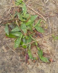 Dichanthelium scribnerianum