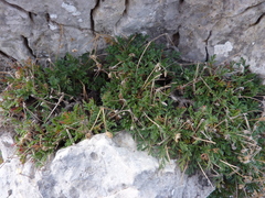 Erodium foetidum
