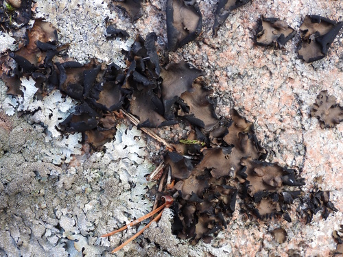 Petalled Rocktripe Lichen