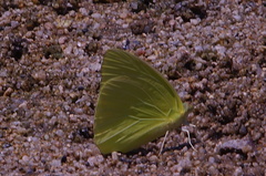 Aphrissa statira statira