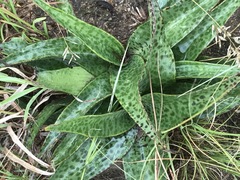 Ledebouria luteola